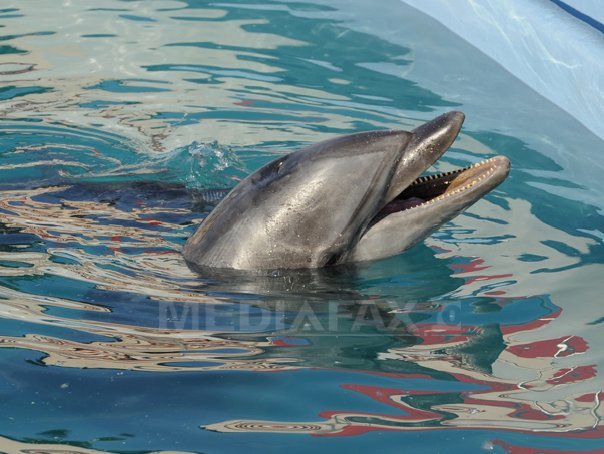 Franţa interzice pescuitul în Golful Biscaya deoarece delfinii sunt în pericol de dispariţie