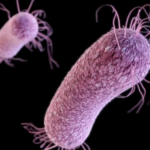 Pandemia de COVID va păli în fața pericolului reprezentat de superbacteriile rezistente la medicamente, avertizează experții