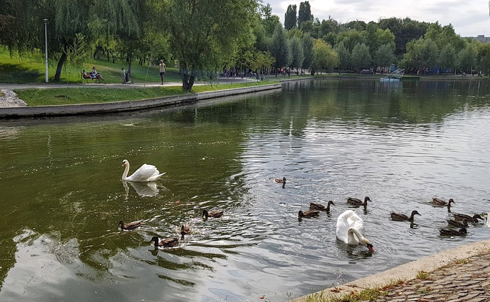 Un activist de mediu cere modificarea OUG pentru salvarea spațiilor verzi, promovată de Diana Buzoianu: „Abordarea este greșită”