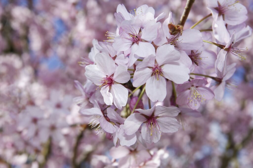 Florii 2025 – Tradiții și superstiții de Florii. Ce se face în Duminica Patimilor