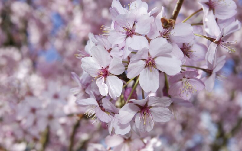 Florii 2025 – Tradiții și superstiții de Florii. Ce se face în Duminica Patimilor