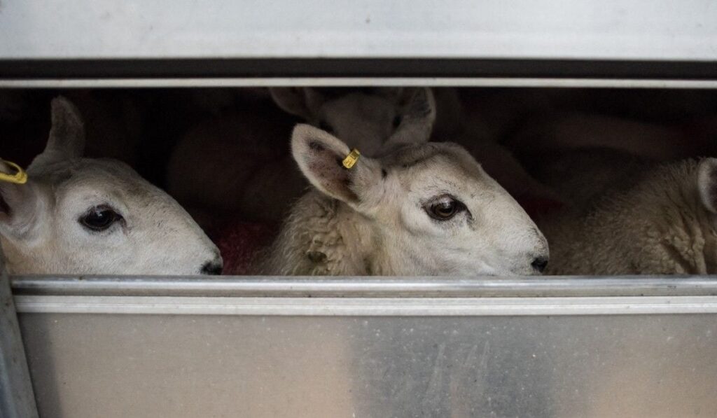 Greșeala banală care l-a lăsat pe un român prins cu 300 de miei fără bani în buzunar, în Italia