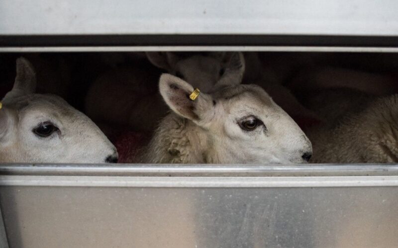 Greșeala banală care l-a lăsat pe un român prins cu 300 de miei fără bani în buzunar, în Italia