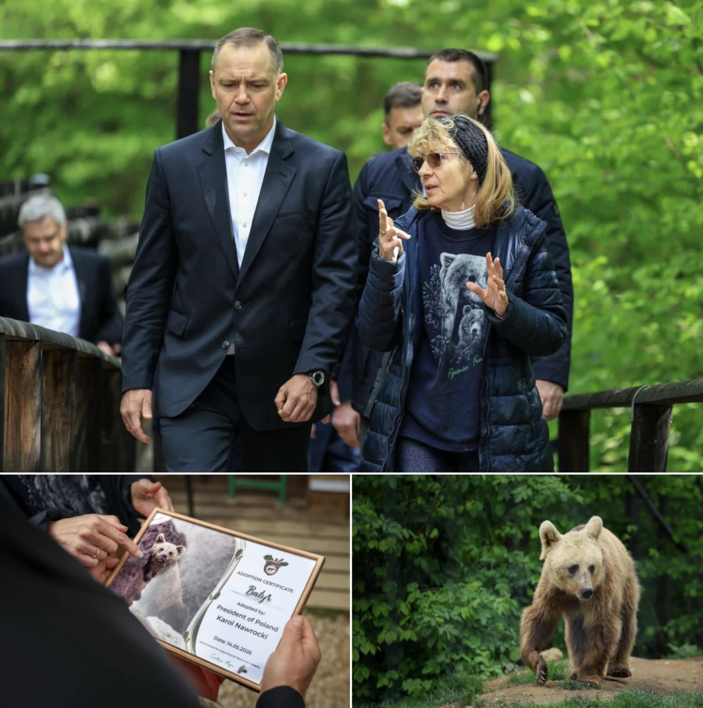 Președintele Poloniei a adoptat un urs în timpul vizitei în România pentru Summitul B9. „Faceți cunoștință cu Batyr”