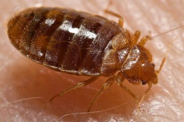Cum arată mușcătura de ploșniță și ce poți face dacă găsești insecta în casă. Semnele care nu trebuie ignorate