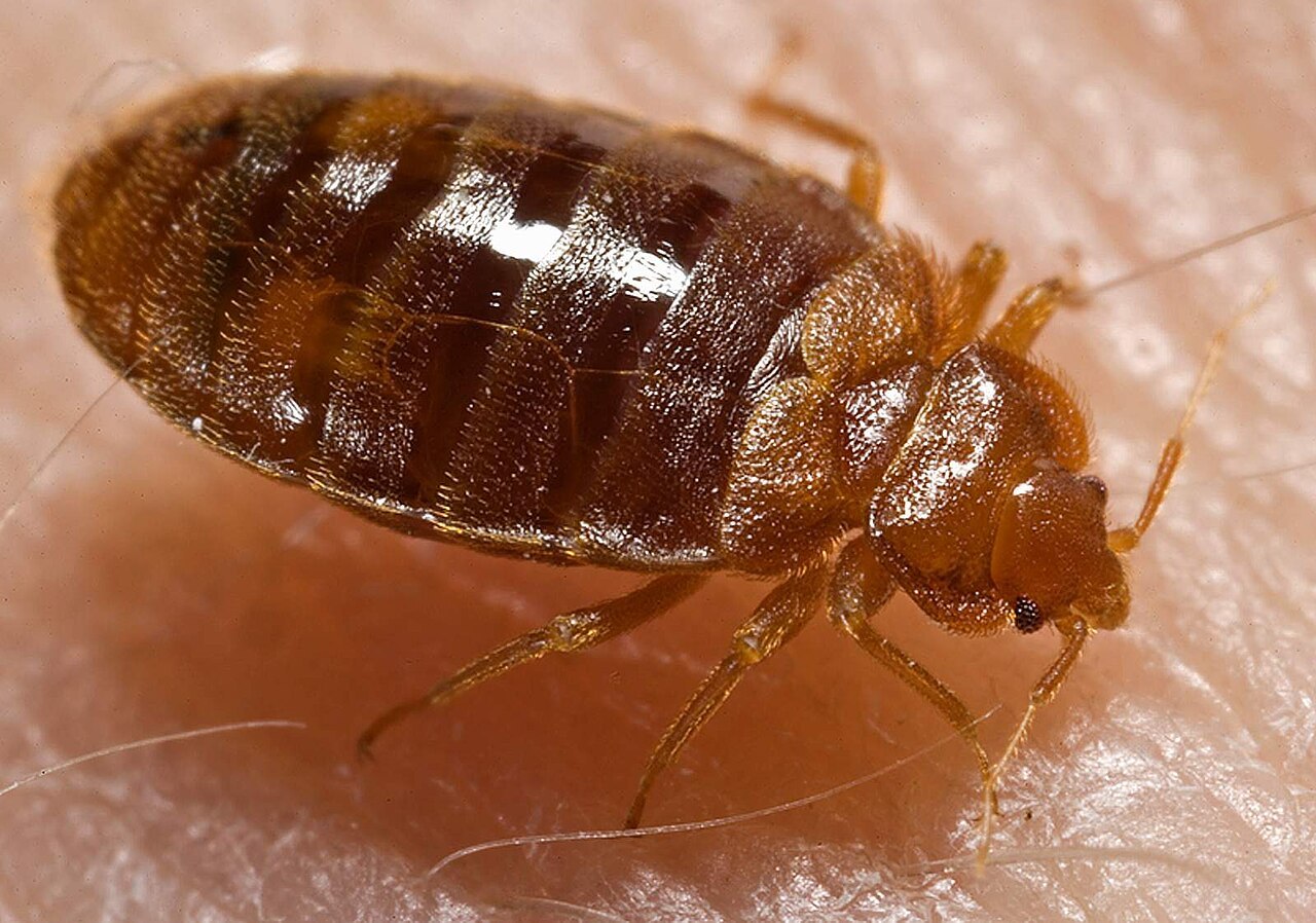 Cum arată mușcătura de ploșniță și ce poți face dacă găsești insecta în casă. Semnele care nu trebuie ignorate