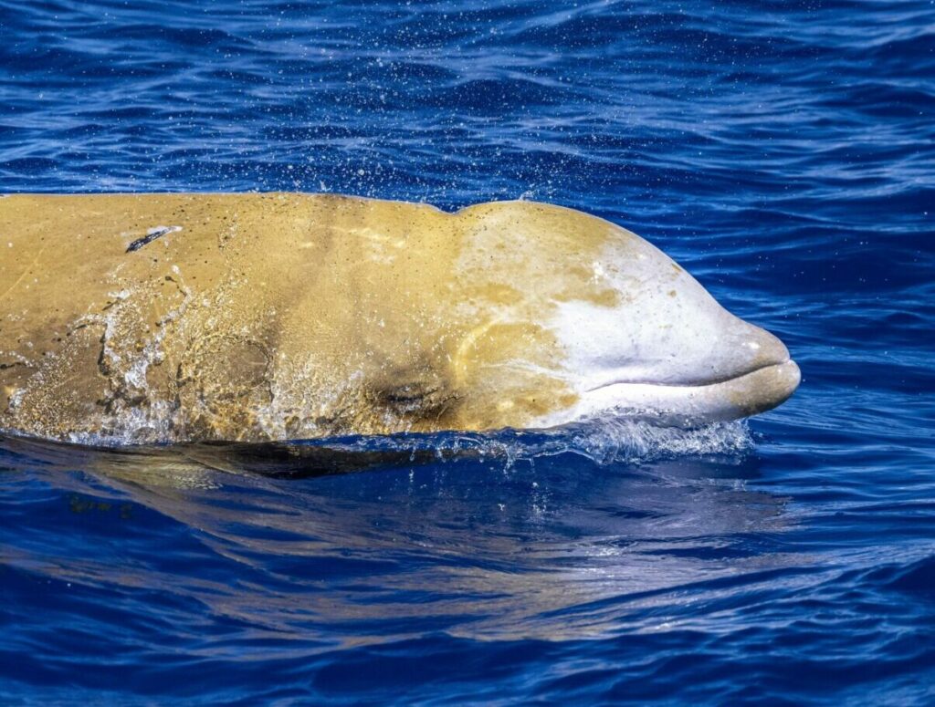 fosile vechi de peste 5 milioane de ani