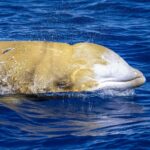 fosile vechi de peste 5 milioane de ani