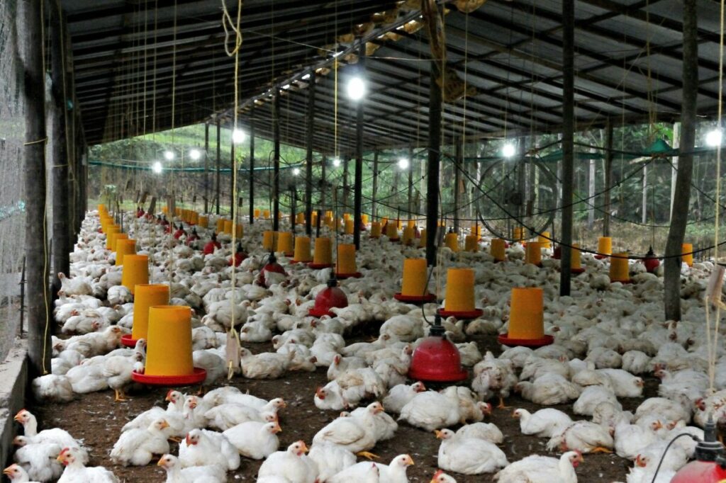 Mâncăm de șase ori mai multă carne de pui decât bunicii noștri. Cifrele care îi îngrijorează pe experți