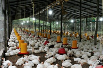 Mâncăm de șase ori mai multă carne de pui decât bunicii noștri. Cifrele care îi îngrijorează pe experți