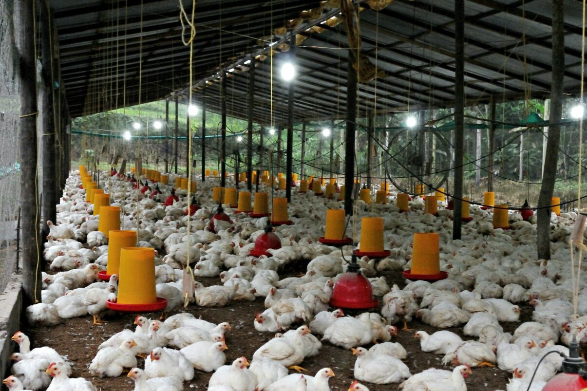 Mâncăm de șase ori mai multă carne de pui decât bunicii noștri. Cifrele care îi îngrijorează pe experți