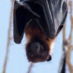 Un copil a murit de rabie în Canada după ce s-a trezit cu un liliac pe față. Băiatul a dezvoltat simptome severe