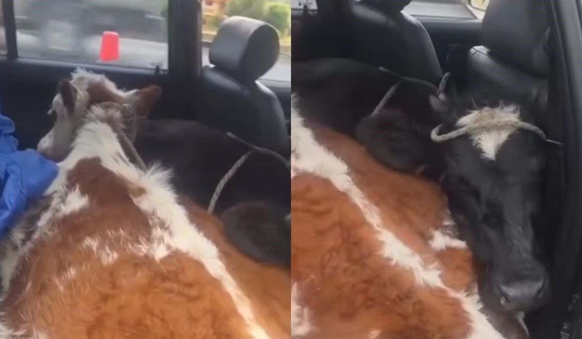 ce au găsit polițiștii pe bancheta din spate a unei mașini, nimeni nu s-ar fi gândit vreodată