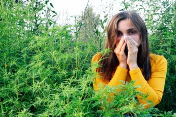 Alergia la ambrozie: simptome, cum le calmezi și ce poți face pentru a trece mai ușor peste această perioadă