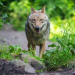 Incident grav în Germania. O fetiță de opt ani a fost atacată de un lup, în interiorul unui țarc pentru animale