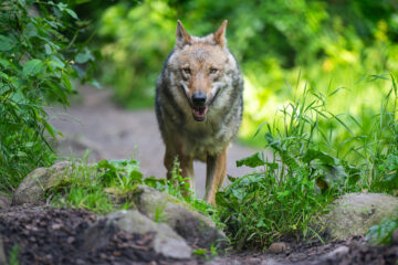 Incident grav în Germania. O fetiță de opt ani a fost atacată de un lup, în interiorul unui țarc pentru animale