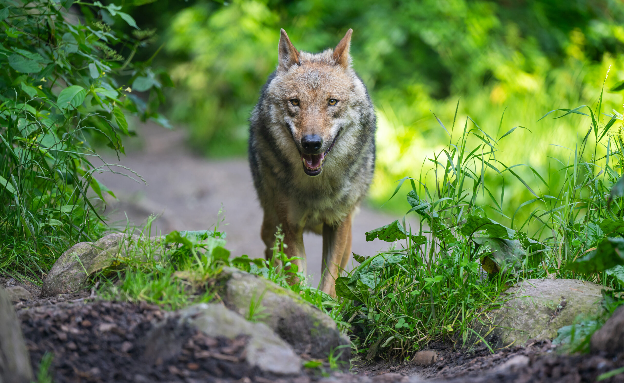 Incident grav în Germania. O fetiță de opt ani a fost atacată de un lup, în interiorul unui țarc pentru animale