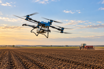 După o toamnă secetoasă, grâul a răsărit neuniform. Specialiștii AEROCROP explică ce trebuie verificat înainte de iarnă